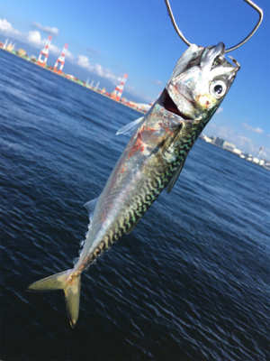 朝イチ小鯖祭り。。少しだけ中サバ。