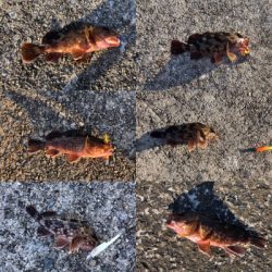 NEW RODの鱗付け完了‼️