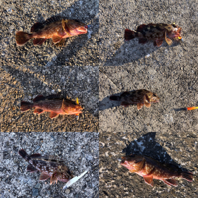 NEW RODの鱗付け完了‼️