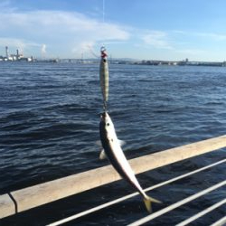 鯖祭らず。。小鯖のみ。。。