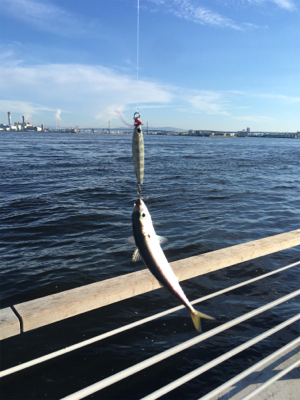 鯖祭らず。。小鯖のみ。。。