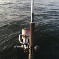 サバとえんぴつサヨリ