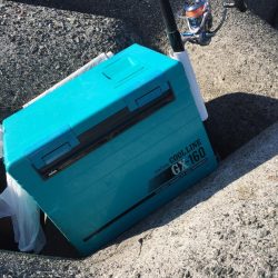 ハマチ! タチウオ!