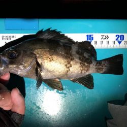 教訓 いつもタモは手元に