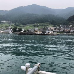 アコウは裏切らない