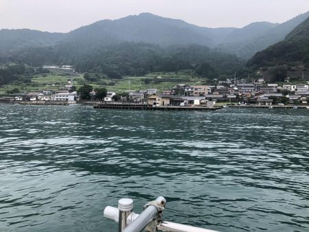 アコウは裏切らない