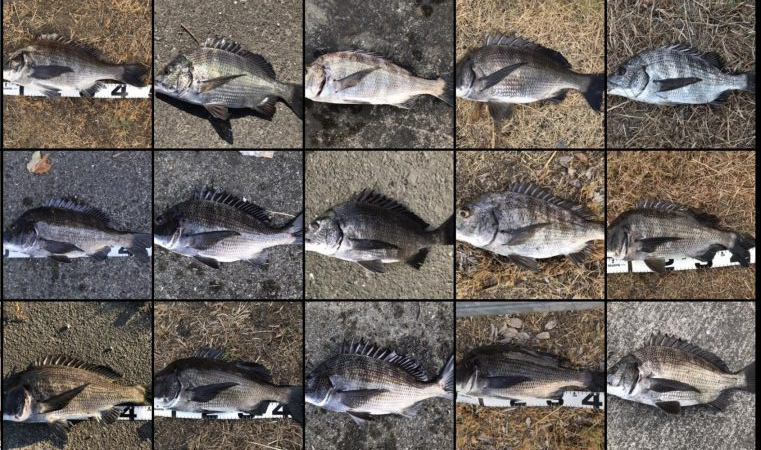 イチノ兄弟、釣果!