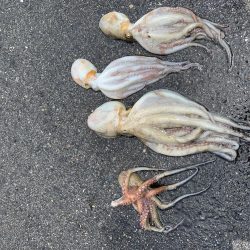 アジング楽しい〜