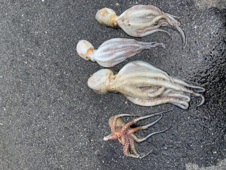 アジング楽しい〜