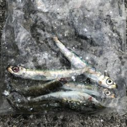 渋い三連休　最終日