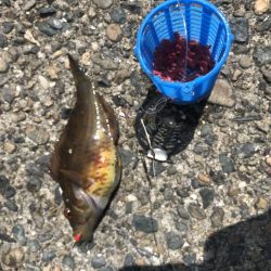 青物はまだまだ