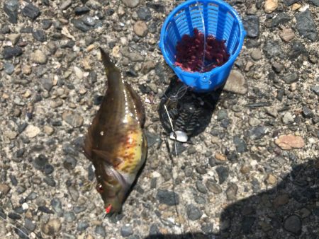 青物はまだまだ