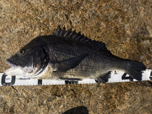 イチノ兄弟、釣果！