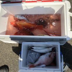 オフショア釣果投稿