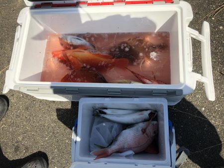 オフショア釣果投稿