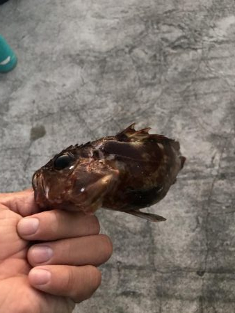 のませでがっしー