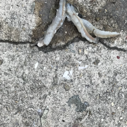 ハマチリベ達もノータチウオノーライフ