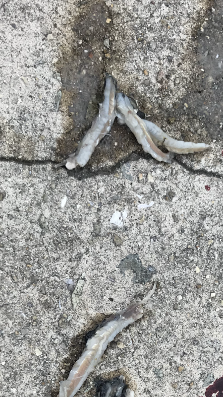 ハマチリベ達もノータチウオノーライフ