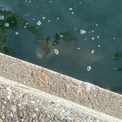 東二見人工島ヘチ釣り五目