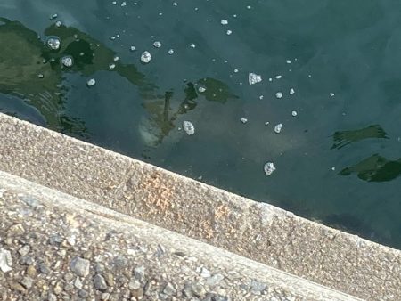 東二見人工島ヘチ釣り五目