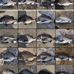 イチノ兄弟、釣果!