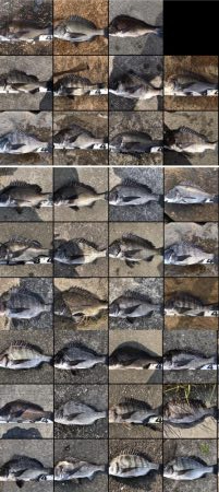 イチノ兄弟、釣果!