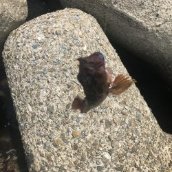 がしらとたけのこ