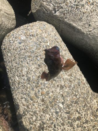 がしらとたけのこ