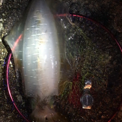 ヒイカエギング