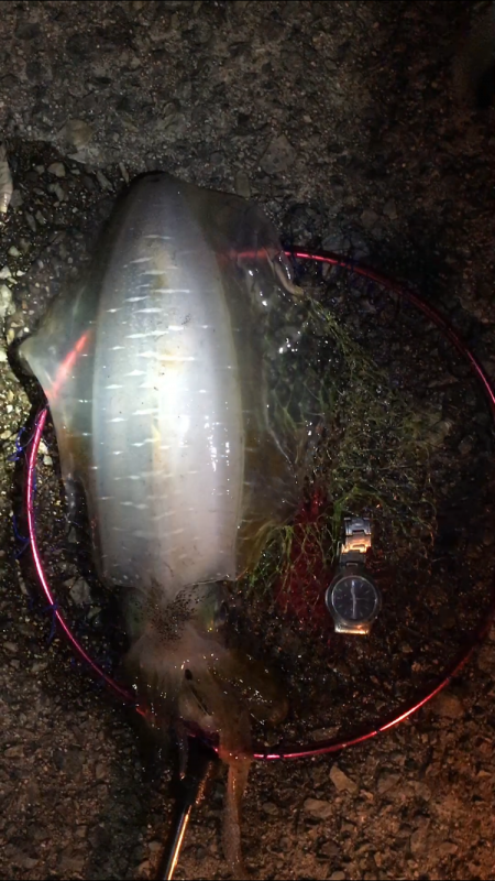 ヒイカエギング