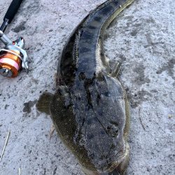 マゴチ自己記録