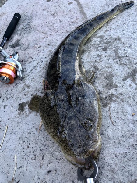 マゴチ自己記録