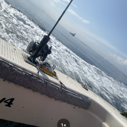 ハマチサイズ好調