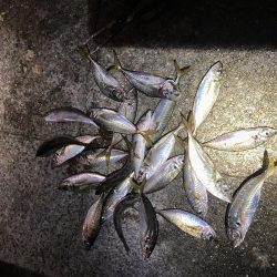 じあい短いが入れ食い