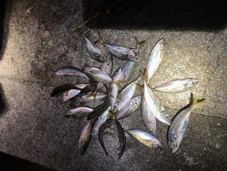 じあい短いが入れ食い