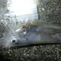 三蜜を避けて人が少ないポイントでケンサキ狙い