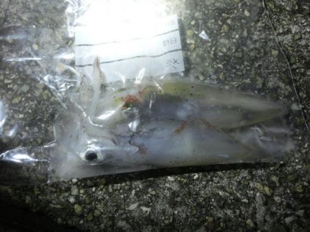 三蜜を避けて人が少ないポイントでケンサキ狙い