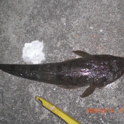 お盆墓参り+釣り