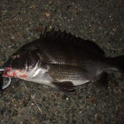 真夏のチニング