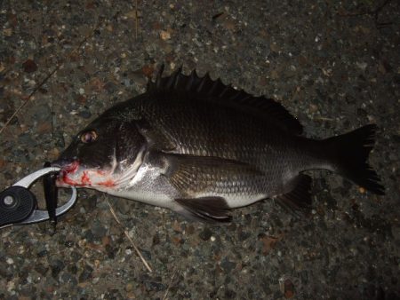 真夏のチニング