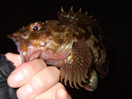 テトラでマチヌ