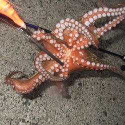 夕マズメからタコ釣り