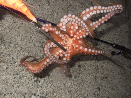 夕マズメからタコ釣り