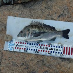 夕方チヌトップ