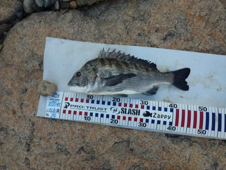 夕方チヌトップ