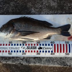 今日もチヌトップ