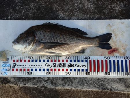 今日もチヌトップ