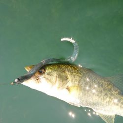 表層ではかなり渋くなってきました