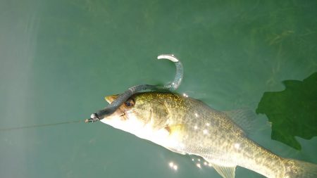 表層ではかなり渋くなってきました