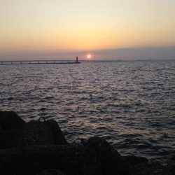 ちびイカの奥にはトンカツサイズ